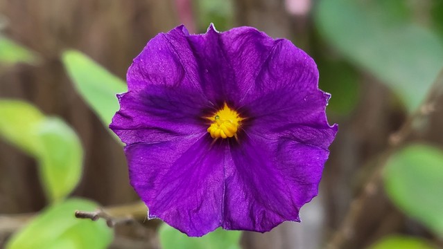 Close-up of a small intensely purple flower with a yellow middle.