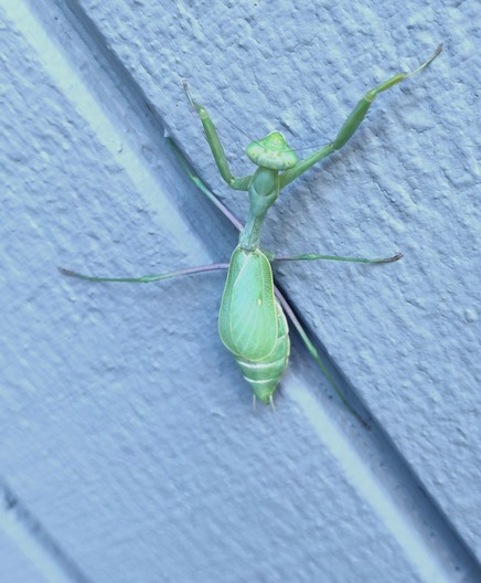 A praying mantis on a wooden wall