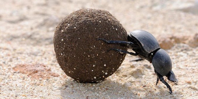 A dung beetle pushes a ball of shit around. Push the shit here, push the shit there. How's your ball of shit? Nice and ripe? Dry and dusty?