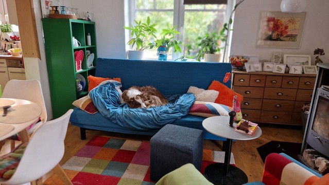 Hund schläft auf dem Sofa
