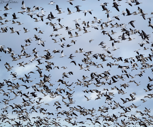 A flock of black and white birds flying against a mostly blue sky