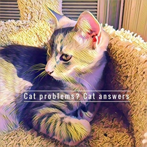 A half-grown tabby kitten with golden eyes is curled against the high wall of a cat shelf in shaggy beige carpet, with stark sunlight and a texture filter, with the text Cat Problems? Cat Answers.