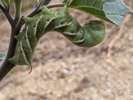 A fat, green caterpillar hanging upside down from a Datura branch. The caterpillar has 7 white diagonal stripes bordered with black, eight small eyespots, and a red, curving horn on its tail. Its head is tucked into its true legs under its curled-up forebody. The leaf at the end of the branch, over the caterpillar's head, is half eaten.