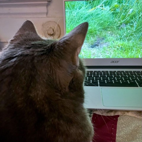 The back of a gray tabby's head is silhouetted against the screen of an open Chromebook showing a video about mice in a grass field.