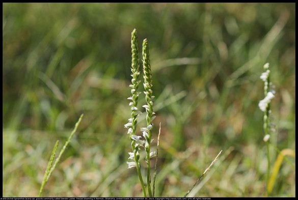 A wild orchid Spiranthes lacera var. gracilis commonly called Slender Ladies' Tresses was blooming in Norman, Oklahoma, United States, on September 30, 2023