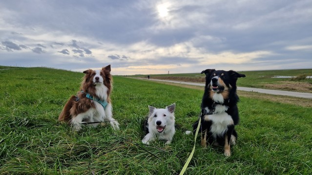 Drei Hunde auf dem grasgrÃ¼nen Deich