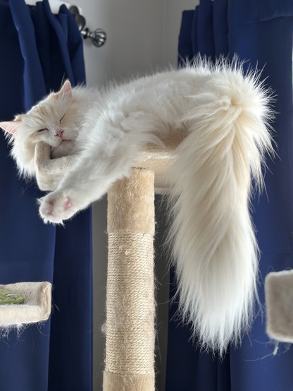 A flame point ragdoll cat lies asleep at the top of his cat tree. His fluffy light orange tail is hanging straight down, and his back left paw is dangling off the side of his perch.