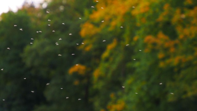 Unscharf - Mückenschwarm vor herbstlich gefärbten Bäumen