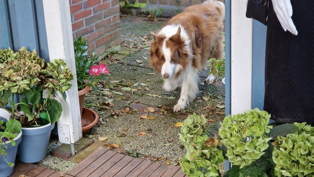 Hund läuft auf mit bunten Blättern übersätem Boden, Terrasse, es blühen noch ein paar Blumen in Kübeln