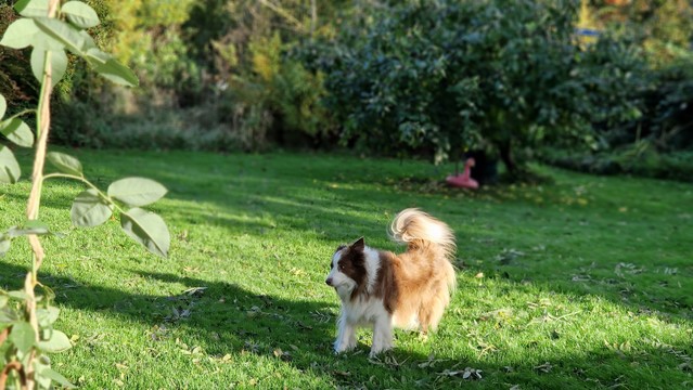 Hund mit Imponiergehabe im sonnigen Garten