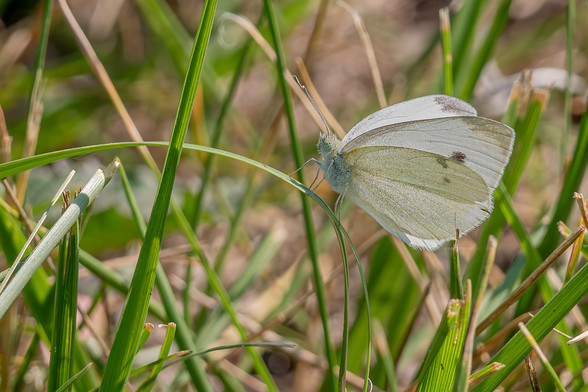 Closeup image of a white butterfly resting on a blade of green grass that is curved downward under the butterfly's weight. White butterflies are medium-sized butterflies with all white bodies and wings with a slight green tint on the body and underwing. The butterfly is surrounded by other green grasses and brown foliage.
