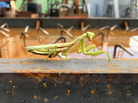 A bright green praying mantis resting on the edge of a rusted iron tub in the outdoor product storage area of the factory where I work. The mantis is facing to the right, but has turned its head to look straight into the camera.