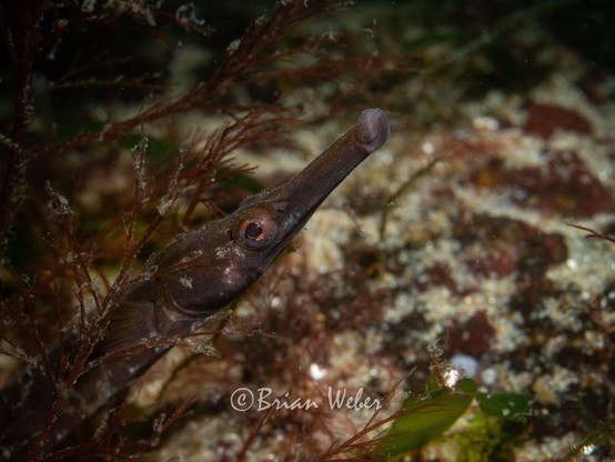 Northern pipefish peeking out of the weeds