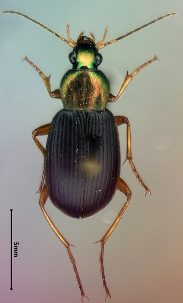 Photo of a colorful ground beetle, with a slightly discolored background.
