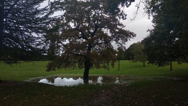 A mid-sized oak stands in a wide puddle beneath a grey sky. It has not yet lost its browning leaves, but it might be forgiven for losing hope.