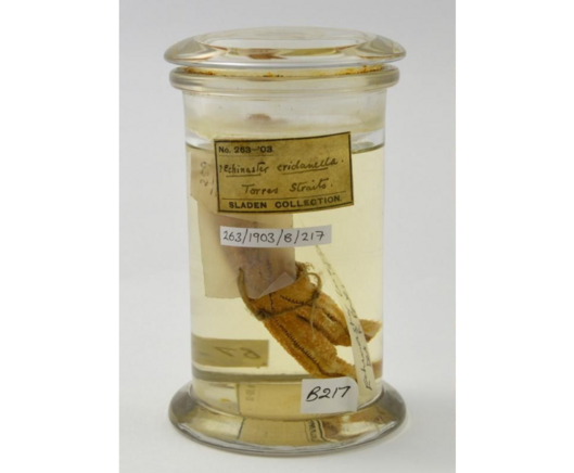 HMS Challenger Collections [The Start of The Science Of Oceanography] - photo of sample jar