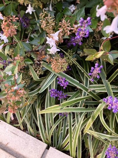 The same hoshi-houjaku hawk moth) feeding at another flower from the same bush. Its body is at a 3/4 angle, its lower body (which looks almost like a fluffy tail) is curled under itself, and its wings are a blur of black and orange. At this angle its silhouette resembles a shrimp.