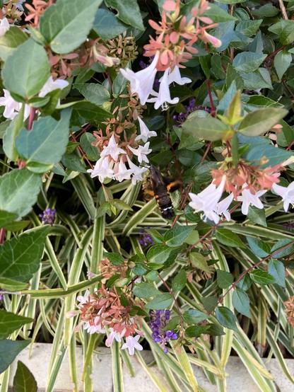 The same hoshi-houjaku hawk moth feeding from yet another flower on the glossy abelia bush. In this shot its wings are as blurry as ever, but you can clearly see the striping on its body and the orange spots on its wings.