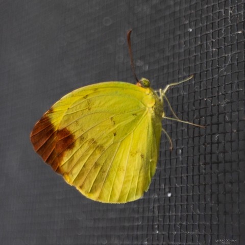 Close up of a mostly yellow butterfly with.rust colored accents, perched on a screen.