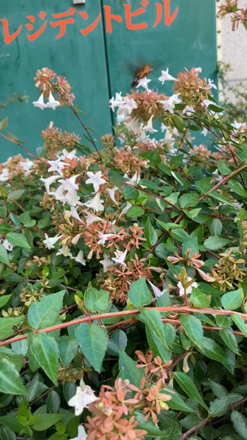 A brown and orange hoshi-houjaku hawk moth (part of the hummingbird hawk moth family) flitting very quickly from flower to flower on a glossy abelia bush.