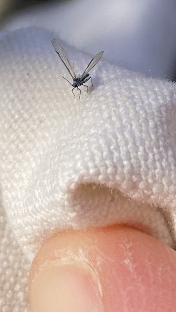 Tiny bug with long wings on fabric— smaller than a thumbnail even with wings outstretched
