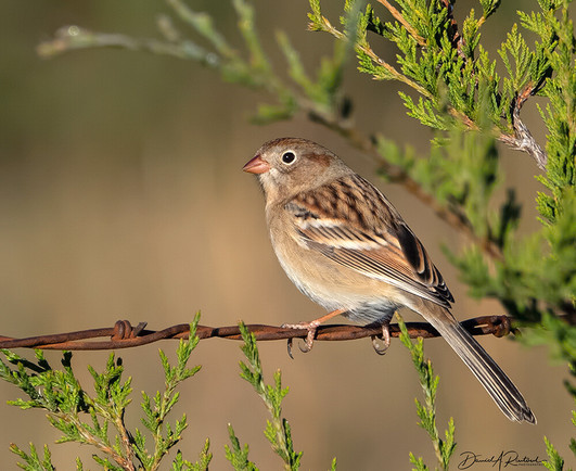 Brown bird with rufous crown, white wing-bars and a bold white eye-ring, perched on barbed wire near a cedar tree