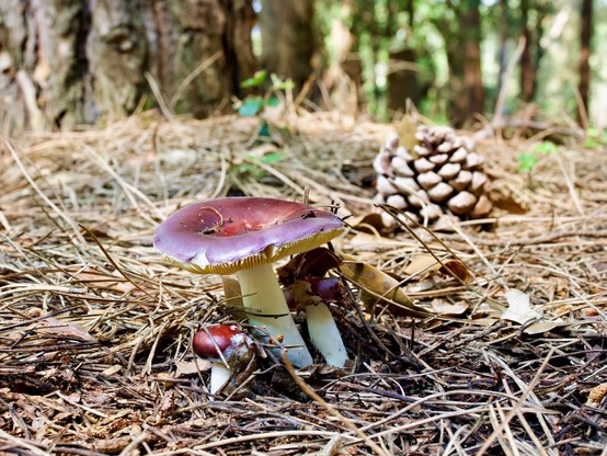 Close up of a family of mushrooms with white stem and dark wine red body. The earth is covered by dried maritime pine needles. On the right side of the mushrooms, slightly out of focus, stands a pine cone.