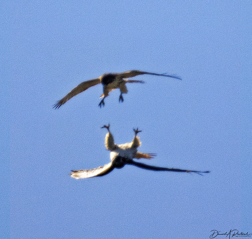 Two birds in flight with legs outstretched, one above the other, which is upside down in mid-air to fend off the upper bird