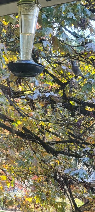 Hummingbird hovering near feeder, autumnal maple leaves in background.