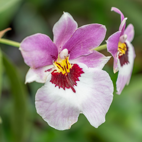 Image of an orchid flower. This variety has five pink upper petals, a white, yellow, and maroon center, and lighter white to pink lower petals. Another bloom is visible in the background as is out of focus green foliage.