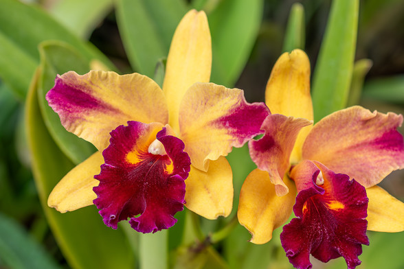 Image of an orchid flower. This variety has five yellow upper petals with maroon markings, a white, yellow, and maroon center, and rich maroon lower petals. Another bloom is visible in the background as is out of focus green foliage.