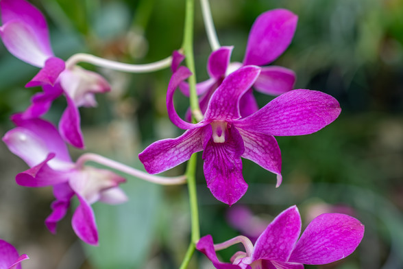 Image of an orchid flower. This variety has magenta petals with a white center. Other blooms are visible in the background as is out of focus green foliage.