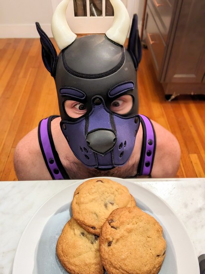 A pic of Crow from above, in pup hood, horns, and harness, he's sitting on the floor looking up eagerly at a plate of chocolate chip cookies on a countertop