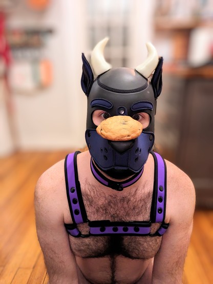 A pic of Crow in pup hood, horns, and harness, on all fours on a kitchen floor, with a cookie balanced carefully on his muzzle