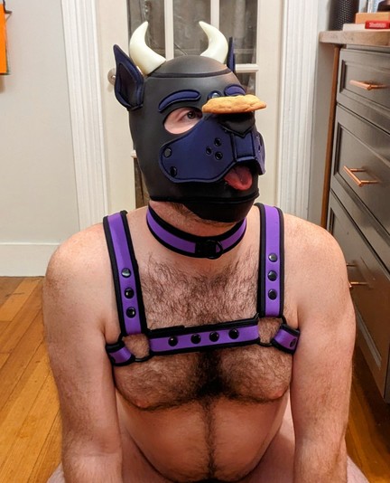 A pic of Crow on all fours on the kitchen floor, wearing pup hood, horns, and a harness, with a cookie perched carefully on his muzzle, and his tongue hanging out of his mouth