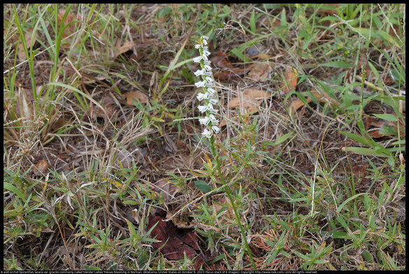 A wild orchid Spiranthes lacera var. gracilis commonly called Slender Ladies' Tresses was blooming in a prairie remnant in Norman, Oklahoma, United States, on October 9, 2023.
This image is a composite made by stacking six photos each focused at a different distance so that all of the flower spike is in focus in the final image.