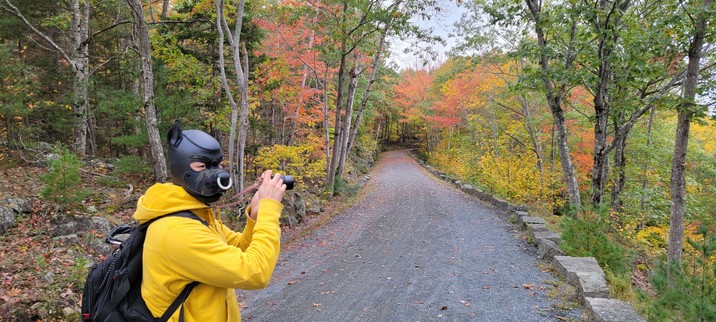 A human dog tries to capture the colorful foliage with a camera