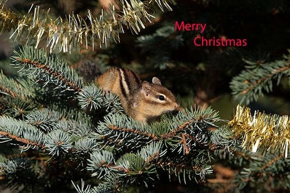 The head of the chipmunk is about in the middle of the photo.
It is sitting in a evergreen tree with in the left top and right bottom some tinsel.
On the right top it says merry christmas.