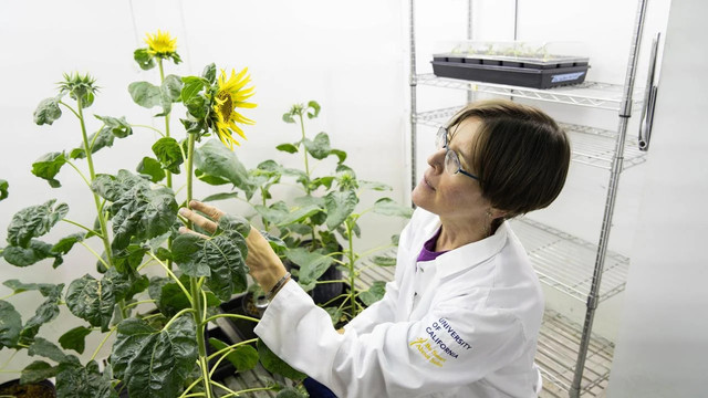 Plant biologist Stacey Harmer studies how sunflowers are able to follow the sun. Her new research shows that sunflowers respond to the sun through a previously unknown mechanism.