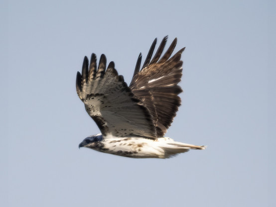 Large bird with light body and wings, blotchy sports on underside, and white tail, flying against a pale blue sky