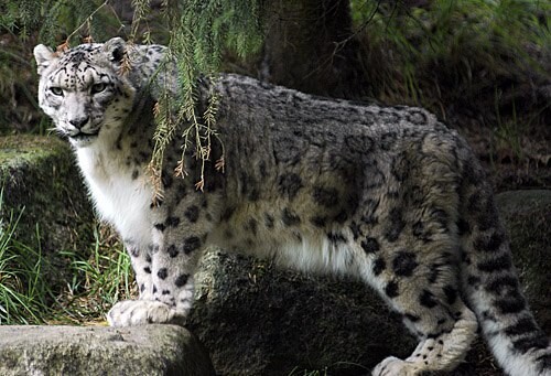 A picture of a snow leopard.