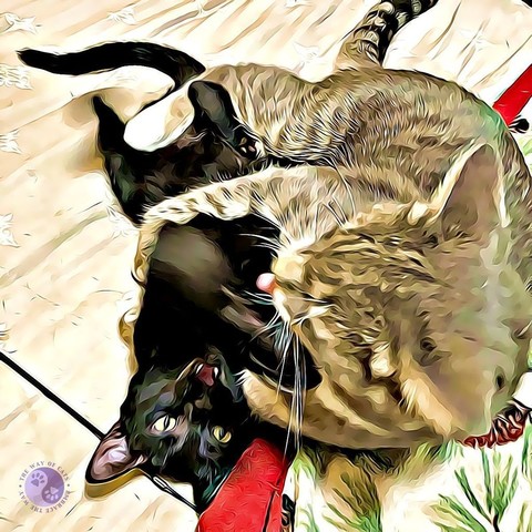 A black kitten lies in the clasp of a big gray cat who is three times bigger, illustrating Dear Pammy, He won't let go!