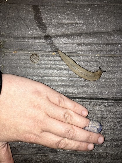 The same slug, next to a human hand for scale. It's about the same size as my ring finger.