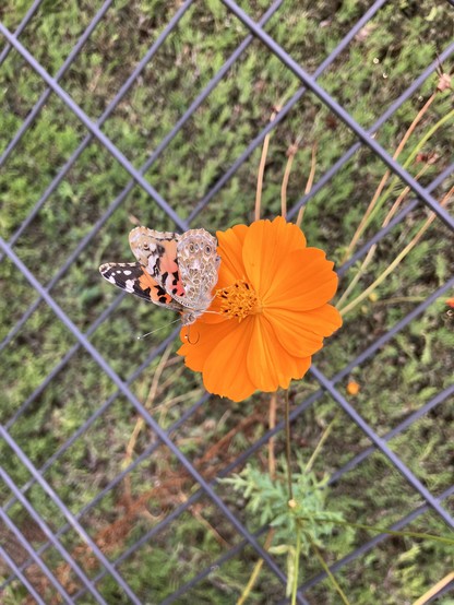 An Indian Fritillary butterfly resting on an orange cosmos flower. The butterfly's wings are partly closed; the front side of the wings are orange and black, with black and white tips, while the underside is brown and white, with pale blue eyespots.