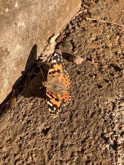 The same Indian Fritillary butterfly, now resting on the ground. Its wings are open, and are mostly orange with black spots and black tips. It has a fuzzy brown body.