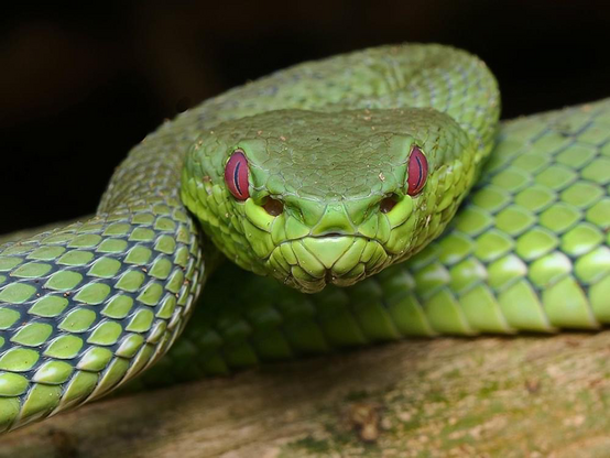 A head-on photo of a green pit viper with ruby red eyes