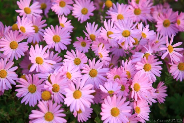 A grouping of pink daisy-like flowers with orange yellow centres are on a dark green background. They are bright and cheerful.