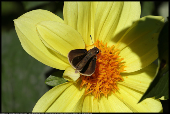 A Eufala Skipper (Lerodea eufala) butterfly was pollinating a yellow Dahlia flower in Norman, Oklahoma, United States on October 8, 2023