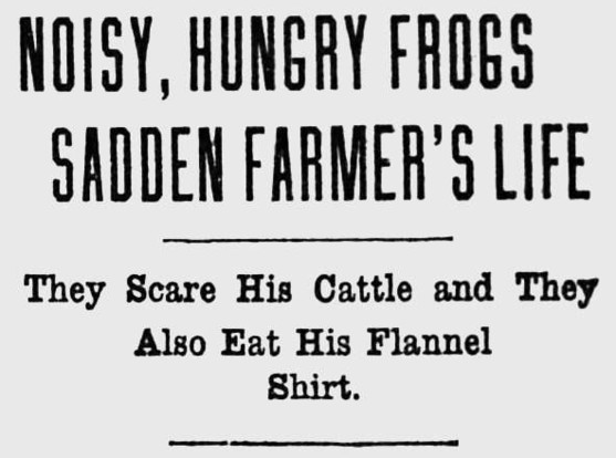Breaking: Noisy, hungry frogs sadden farmer's life.
They scare his cattle and they also eat his flannel shirt.