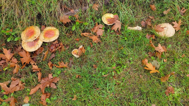 Phot of several large mushrooms, tops orange in the middle with white spots and lighter yellow around the edge.